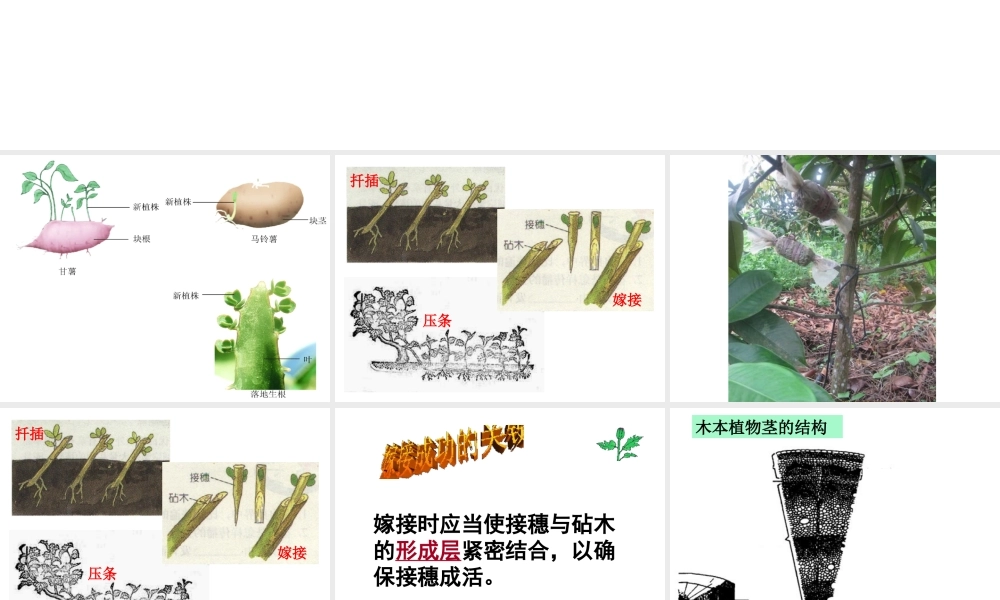 八年级生物下册 6.1.1 被子植物的生殖 无性生殖课件 冀教版-冀教级下册生物课件