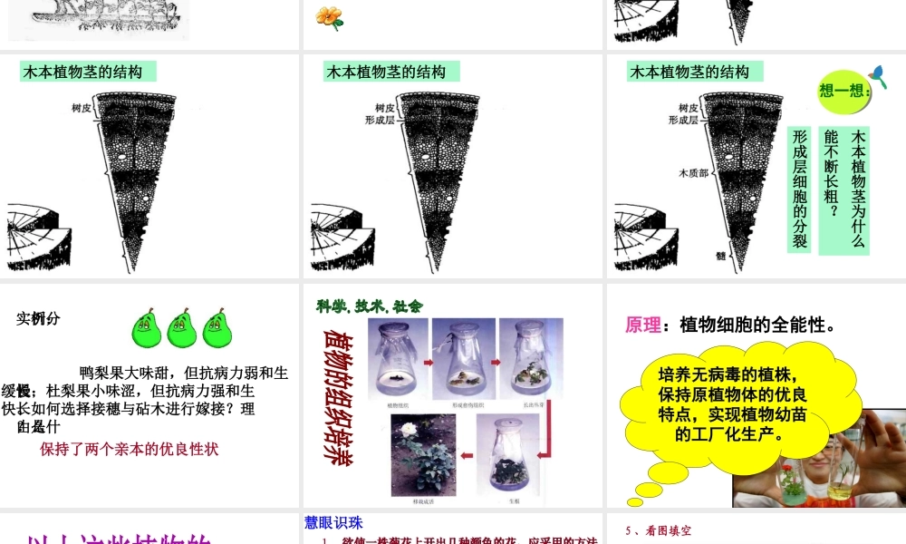 八年级生物下册 6.1.1 被子植物的生殖 无性生殖课件 冀教版-冀教级下册生物课件