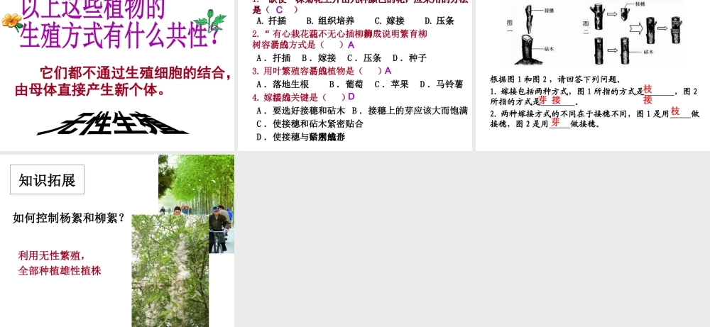 八年级生物下册 6.1.1 被子植物的生殖 无性生殖课件 冀教版-冀教级下册生物课件