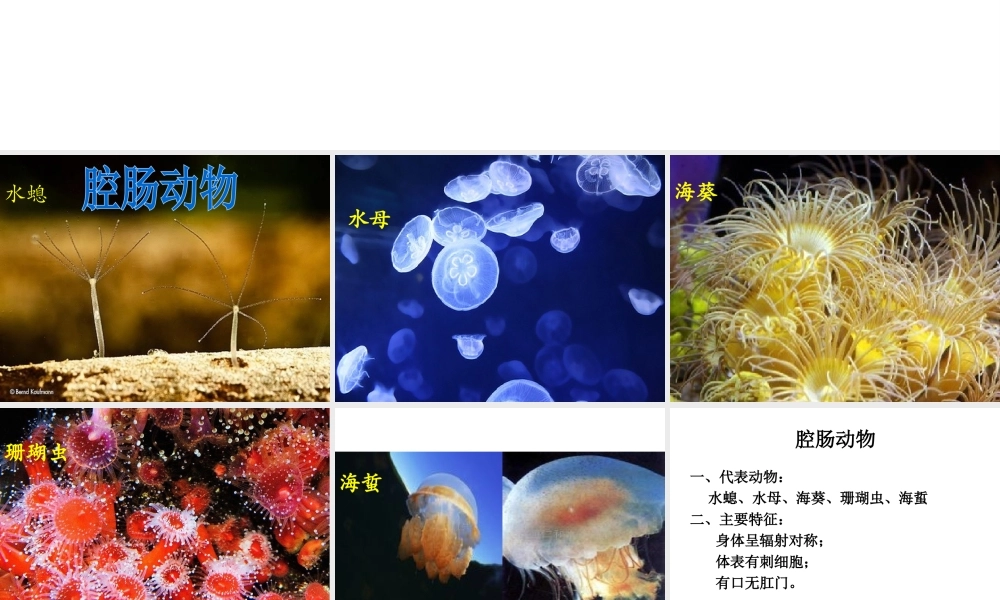 八年级生物上学期期末总复习课件 （新版）新人教版-（新版）新人教版初中八年级全册生物课件