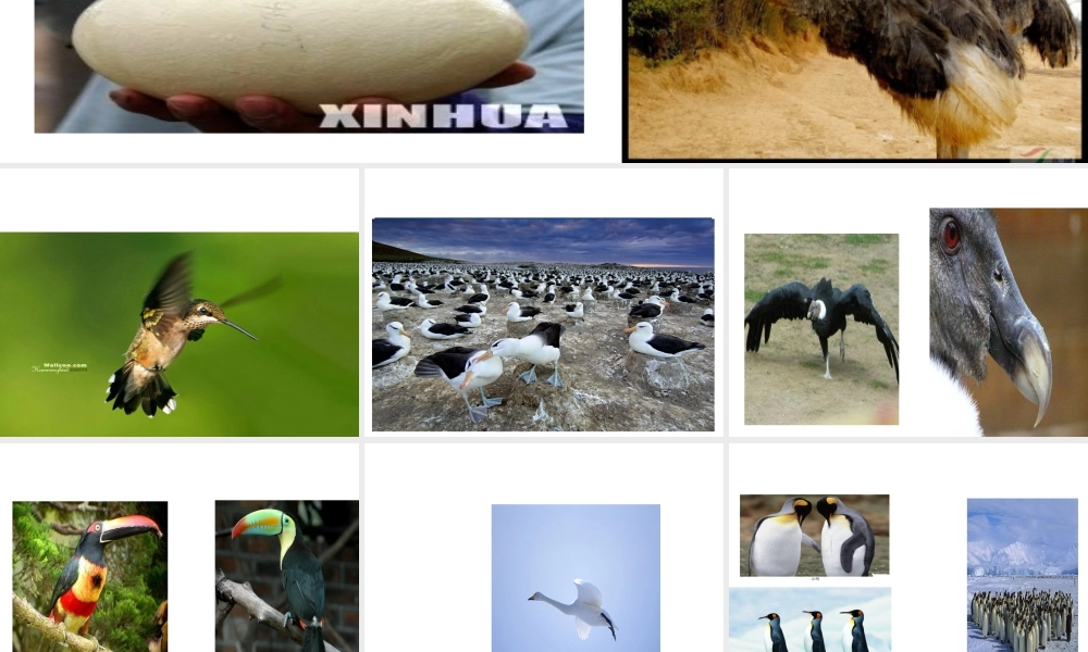 八年级生物下册 7.1.4 鸟的生殖和发育课件（1）（新版）新人教版-（新版）新人教版初中八年级下册生物课件