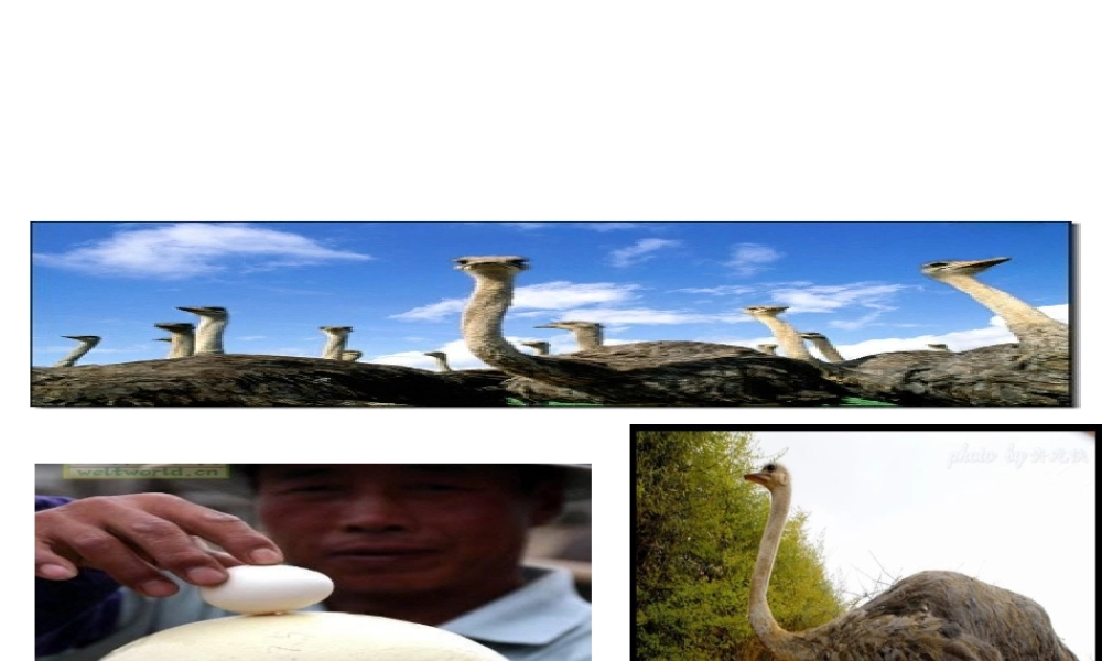 八年级生物下册 7.1.4 鸟的生殖和发育课件（1）（新版）新人教版-（新版）新人教级下册生物课件