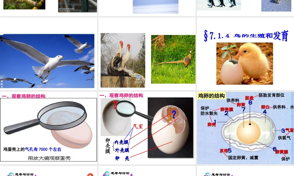 八年级生物下册 7.1.4 鸟的生殖和发育课件（1）（新版）新人教版-（新版）新人教级下册生物课件