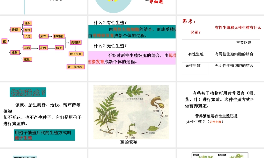 八年级生物下册 1.1 植物的生殖课件 新人教版-新人教版初中八年级下册生物课件