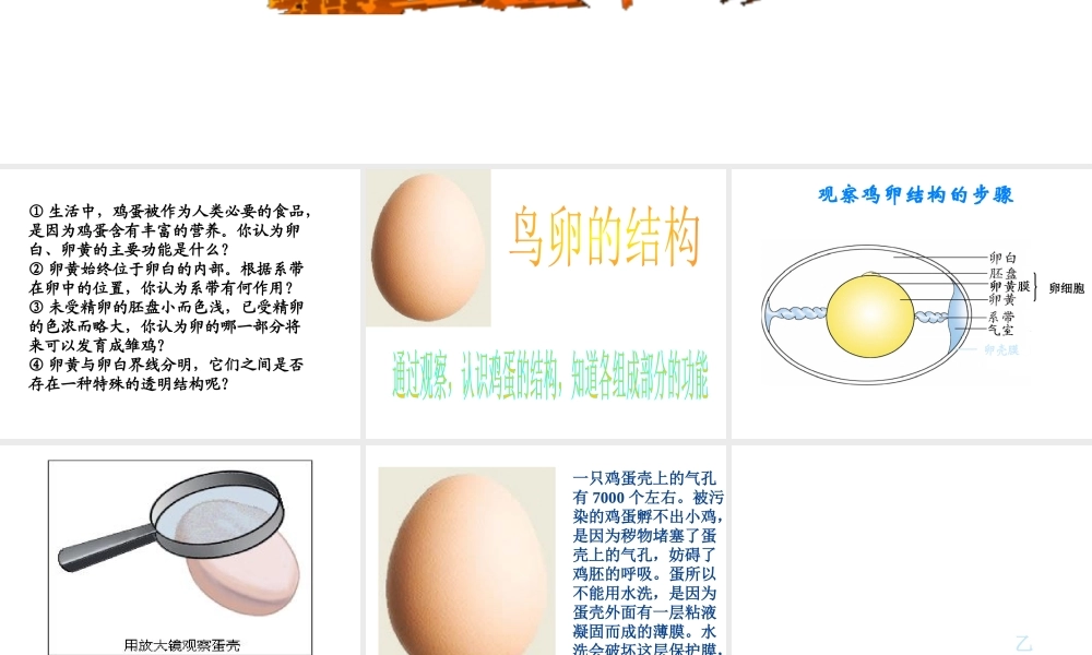 八年级生物下册 7.1.4 鸟的生殖和发育课件（2）（新版）新人教版-（新版）新人教版初中八年级下册生物课件
