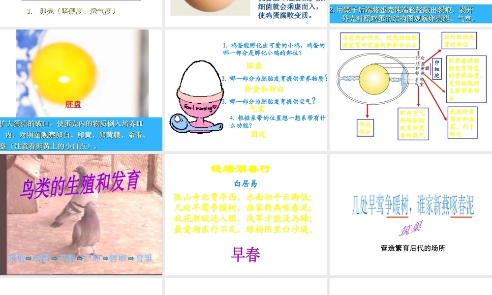 八年级生物下册 7.1.4 鸟的生殖和发育课件（2）（新版）新人教版-（新版）新人教版初中八年级下册生物课件
