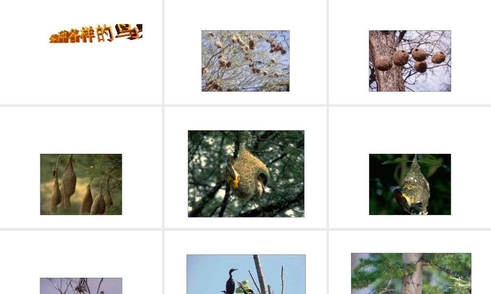 八年级生物下册 7.1.4 鸟的生殖和发育课件（2）（新版）新人教版-（新版）新人教版初中八年级下册生物课件