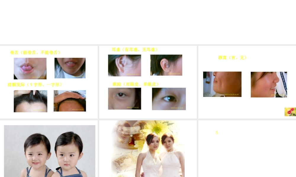 八年级生物上册《遗传和变异现象》课件1 北师大版