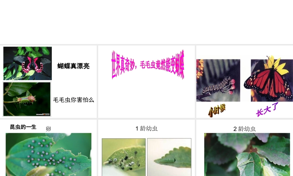 八年级生物下册 1.2 昆虫的生殖和发育课件 （新版）新人教版