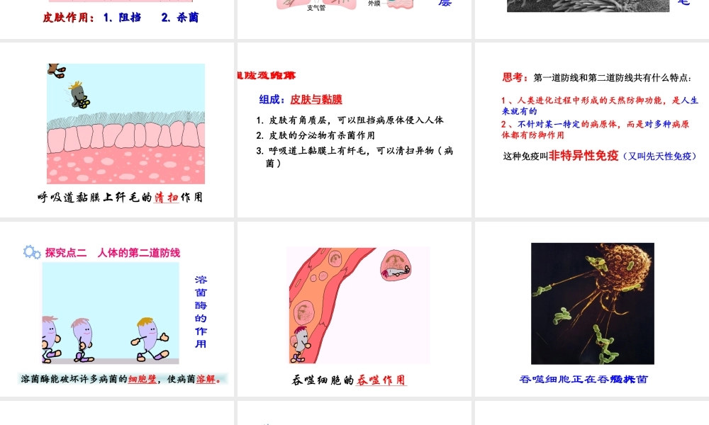八年级生物下册 8.1.2 免疫与计划免疫（第1课时 人体的三道防线）课件 新人教版-新人教版初中八年级下册生物课件