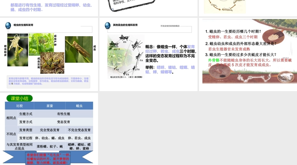 八年级生物下册 1.2 昆虫的生殖和发育课件1 （新版）新人教版-（新版）新人教版初中八年级下册生物课件