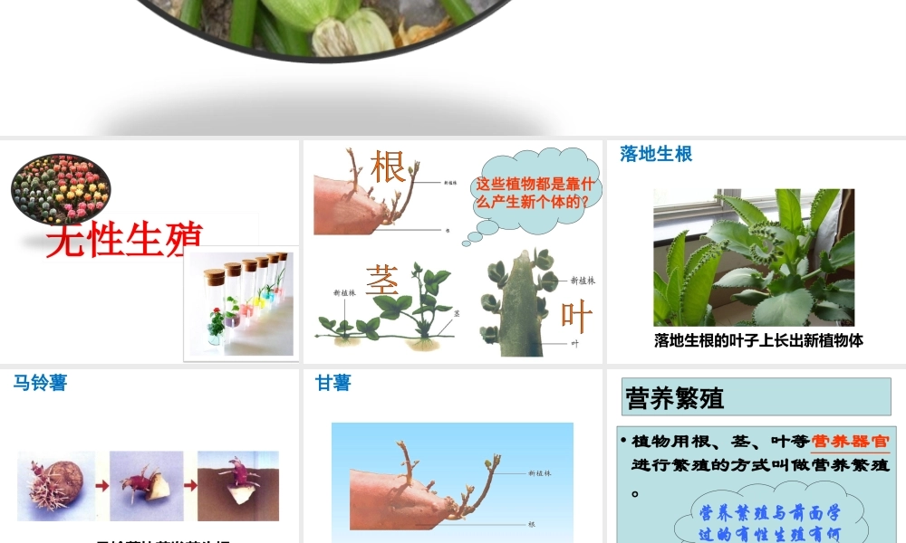 八年级生物下册 6.1.1 绿色开花植物的无性生殖课件 （新版）冀教版-（新版）冀教版初中八年级下册生物课件