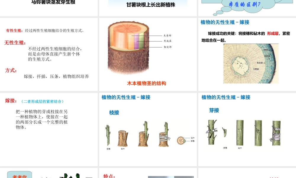 八年级生物下册 6.1.1 绿色开花植物的无性生殖课件 （新版）冀教版-（新版）冀教版初中八年级下册生物课件