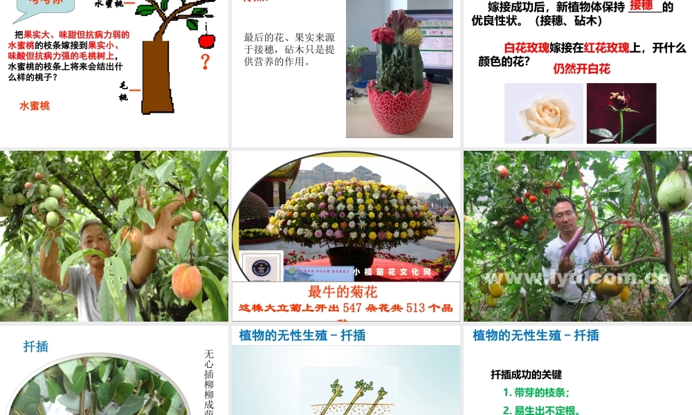 八年级生物下册 6.1.1 绿色开花植物的无性生殖课件 （新版）冀教版-（新版）冀教版初中八年级下册生物课件