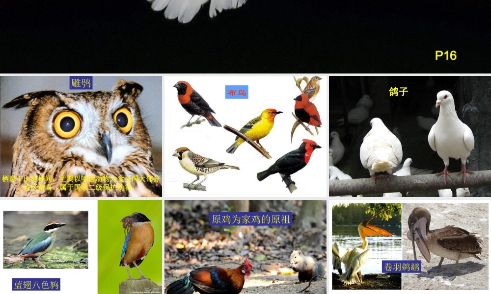 八年级生物下册 7.1.4 鸟的生殖和发育课件（3）（新版）新人教版-（新版）新人教版初中八年级下册生物课件