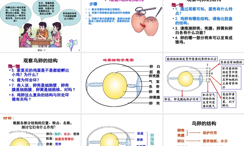 八年级生物下册 7.1.4 鸟的生殖和发育课件（3）（新版）新人教版-（新版）新人教版初中八年级下册生物课件