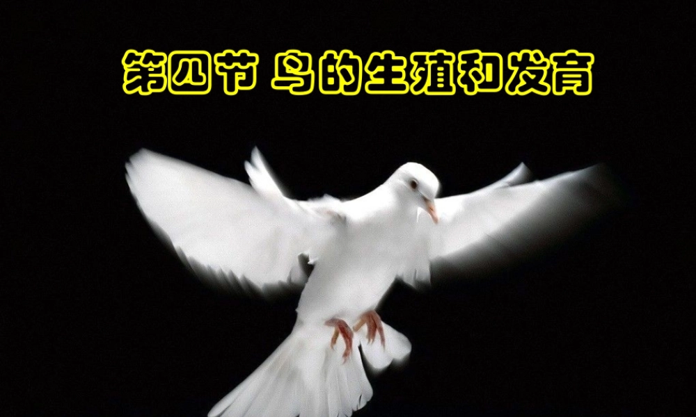 八年级生物下册 7.1.4 鸟的生殖和发育课件（3）（新版）新人教版-（新版）新人教级下册生物课件