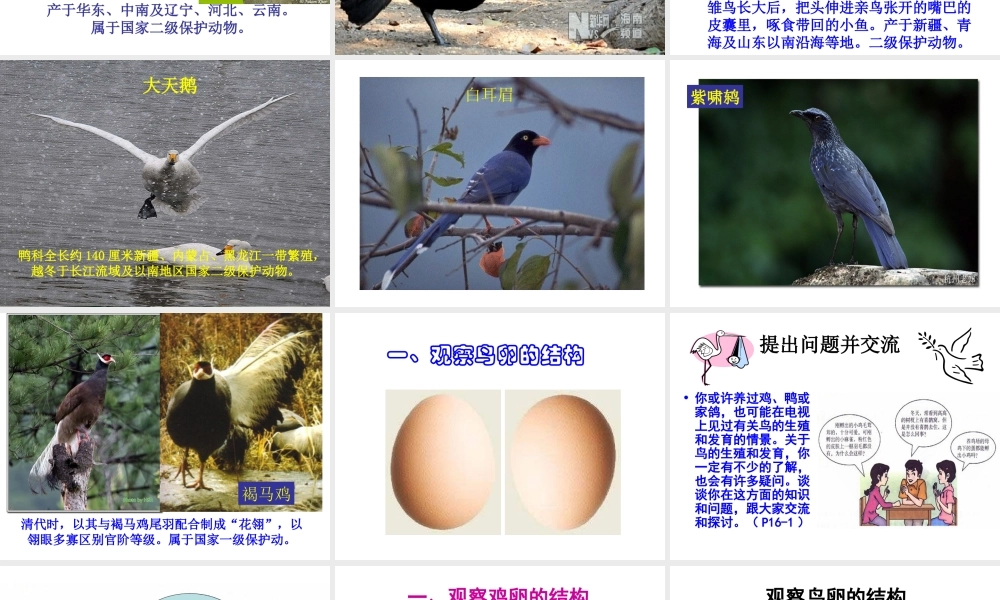 八年级生物下册 7.1.4 鸟的生殖和发育课件（3）（新版）新人教版-（新版）新人教级下册生物课件