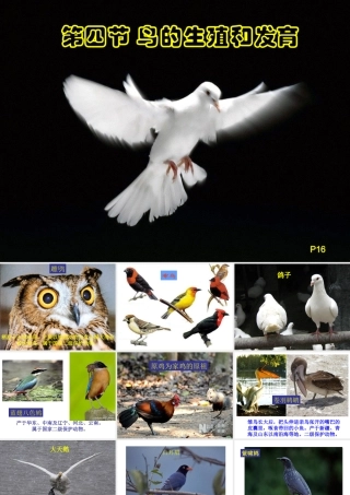 八年级生物下册 7.1.4 鸟的生殖和发育课件（3）（新版）新人教版-（新版）新人教级下册生物课件