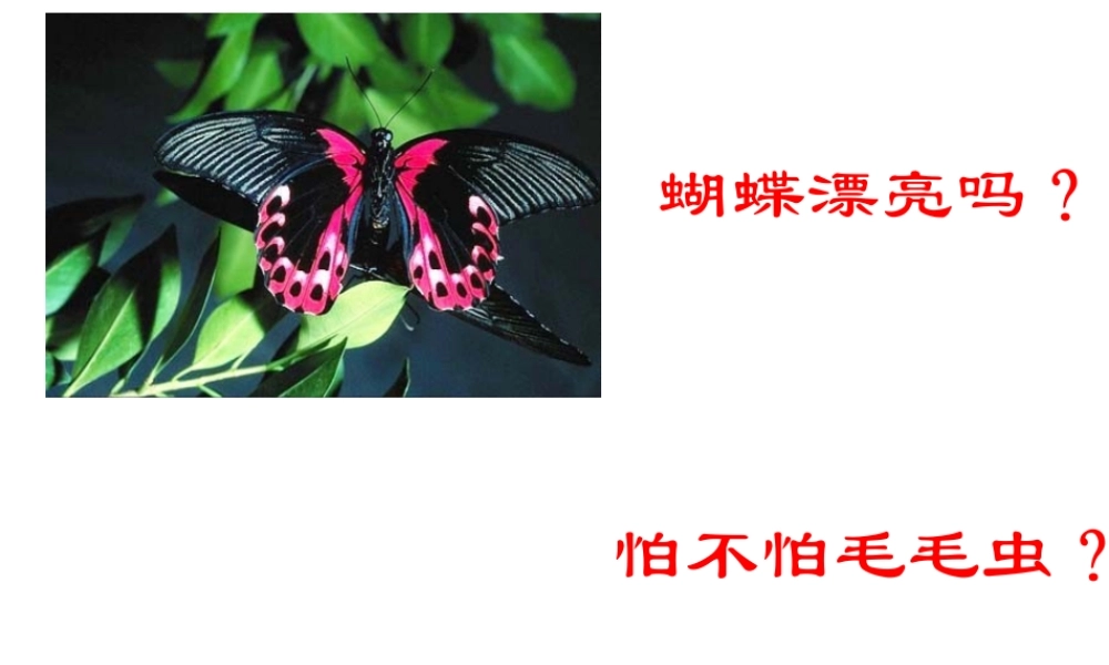 八年级生物下册 1.2 昆虫的生殖和发育课件2 （新版）新人教版-（新版）新人教版初中八年级下册生物课件