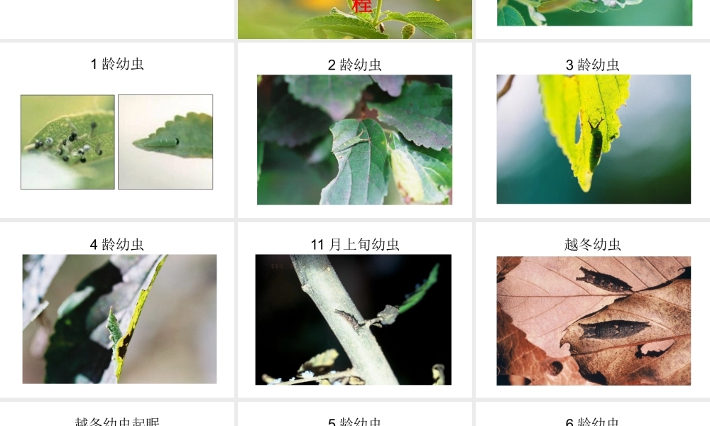 八年级生物下册 1.2 昆虫的生殖和发育课件2 （新版）新人教版-（新版）新人教版初中八年级下册生物课件