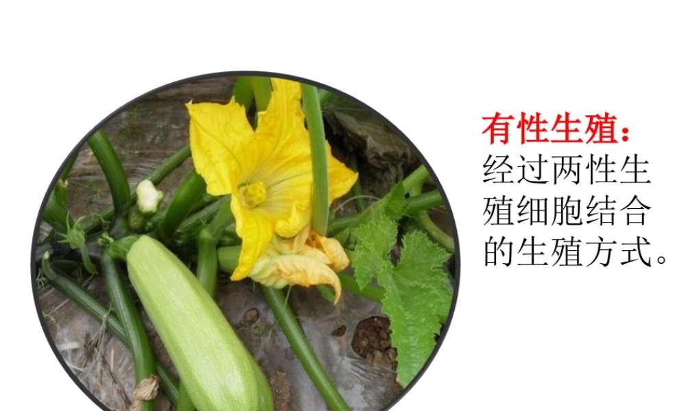 八年级生物下册 6.1.1 绿色开花植物的无性生殖课件 （新版）冀教版-（新版）冀教级下册生物课件