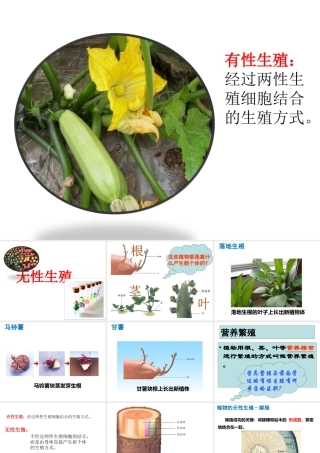 八年级生物下册 6.1.1 绿色开花植物的无性生殖课件 （新版）冀教版-（新版）冀教级下册生物课件
