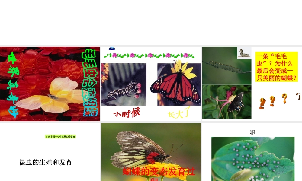 八年级生物下册 1.2 昆虫的生殖和发育课件2 （新版）新人教版-（新版）新人教级下册生物课件