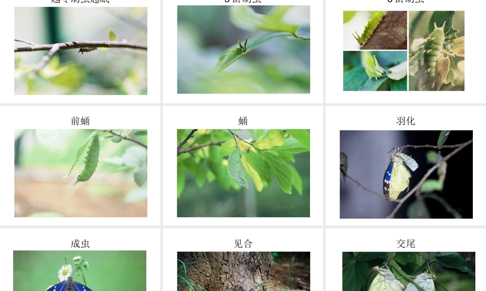 八年级生物下册 1.2 昆虫的生殖和发育课件2 （新版）新人教版-（新版）新人教级下册生物课件