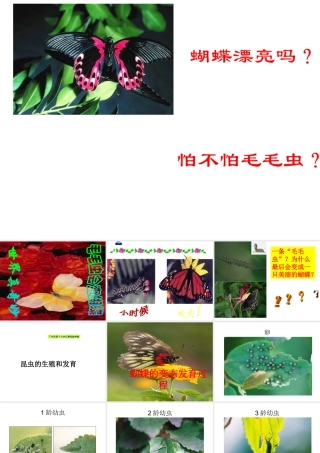 八年级生物下册 1.2 昆虫的生殖和发育课件2 （新版）新人教版-（新版）新人教级下册生物课件