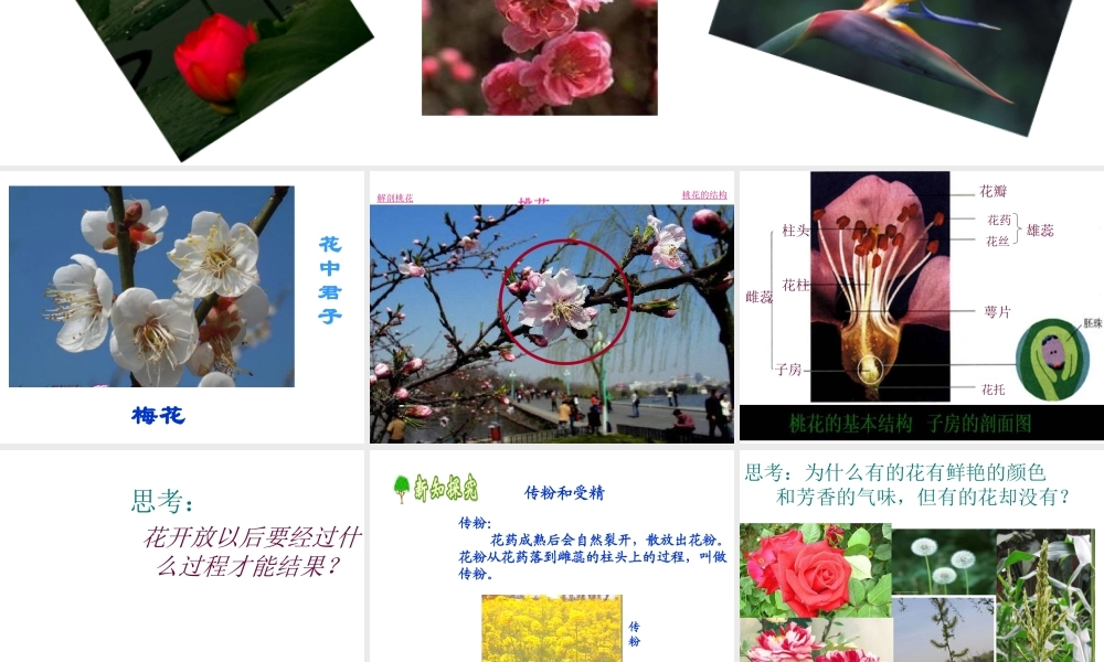 八年级生物下册 6.1.1 有性生殖课件 冀教版