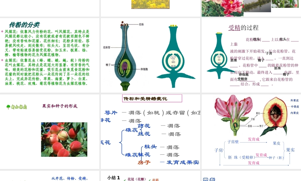 八年级生物下册 6.1.1 有性生殖课件 冀教版
