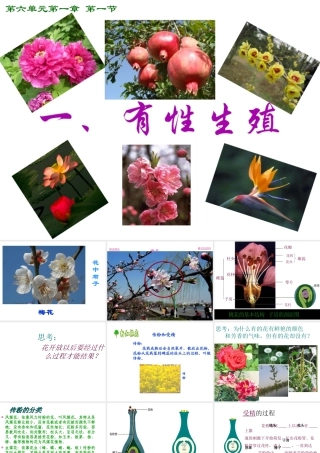 八年级生物下册 6.1.1 有性生殖课件 冀教版