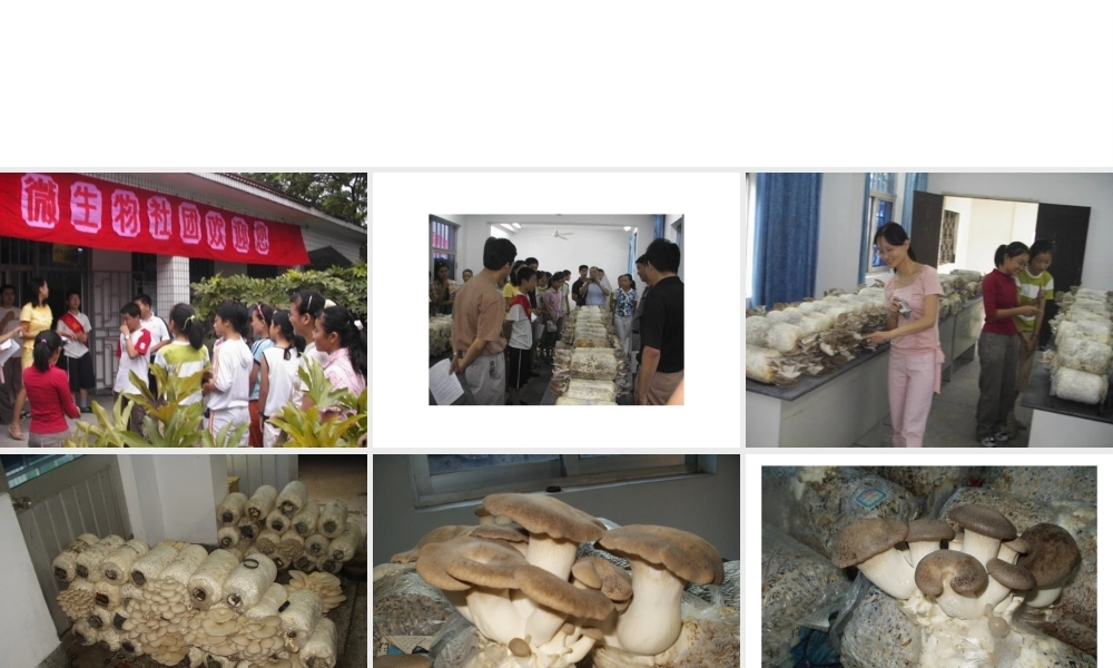 八年级生物上册《真菌》课件 苏教版