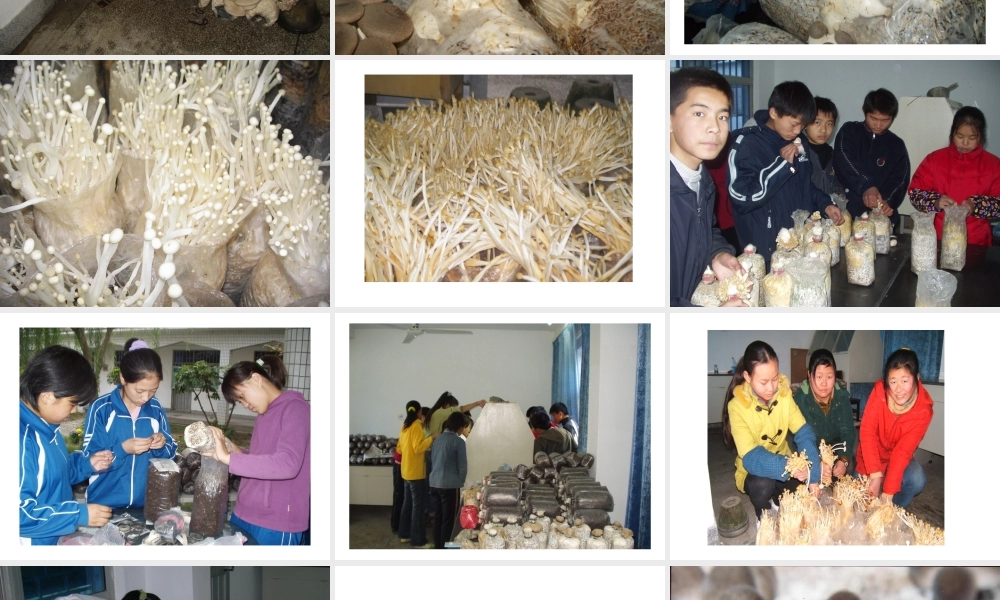 八年级生物上册《真菌》课件 苏教版