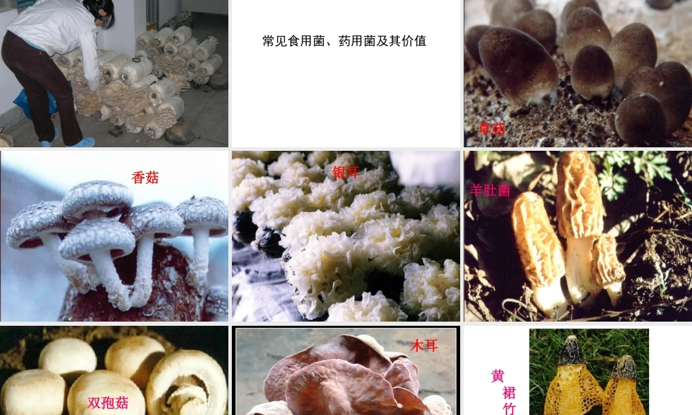 八年级生物上册《真菌》课件 苏教版