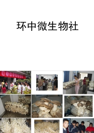 八年级生物上册《真菌》课件 苏教版