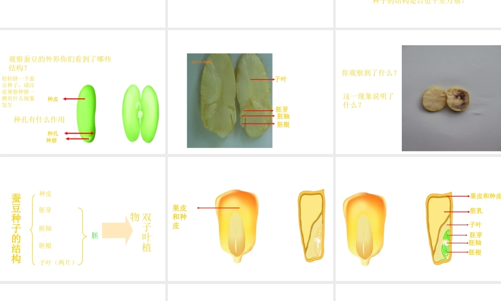八年级生物上册《植物的生长发育》课件1 苏科版
