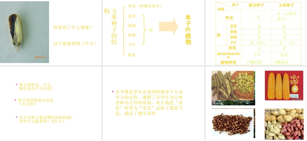 八年级生物上册《植物的生长发育》课件1 苏科版