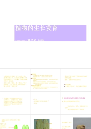 八年级生物上册《植物的生长发育》课件1 苏科版