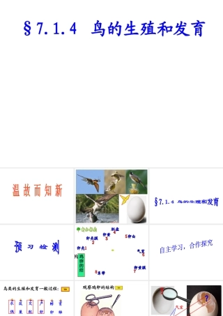 八年级生物下册 7.1.4《鸟的生殖和发育》课件 新人教版