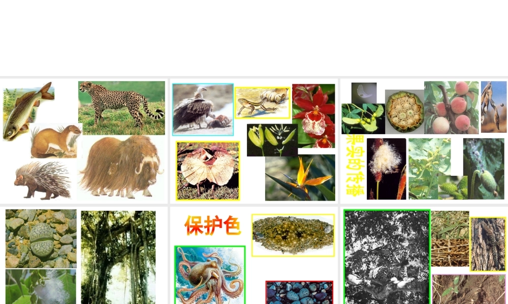 八年级生物下册 6.1.2 生物对环境的适应和影响课件 济南版