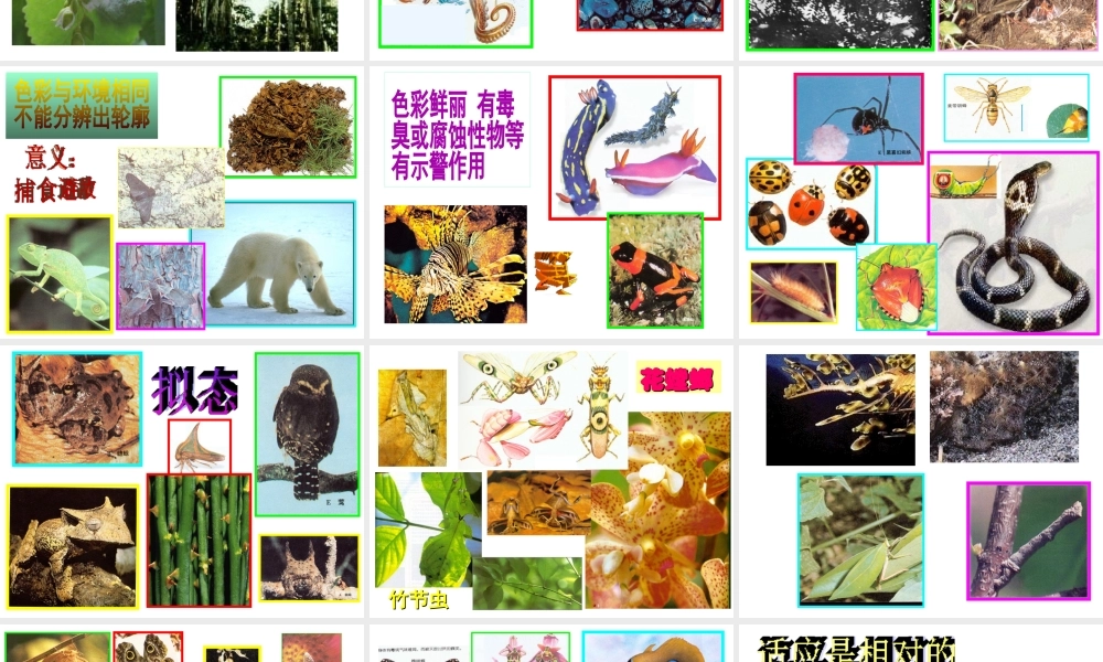 八年级生物下册 6.1.2 生物对环境的适应和影响课件 济南版