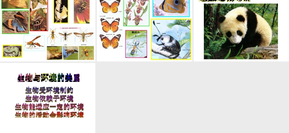 八年级生物下册 6.1.2 生物对环境的适应和影响课件 济南版