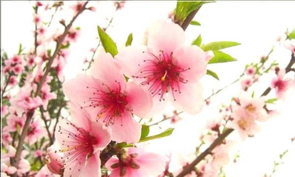 八年级生物上册《植物的生殖》课件1 苏科版