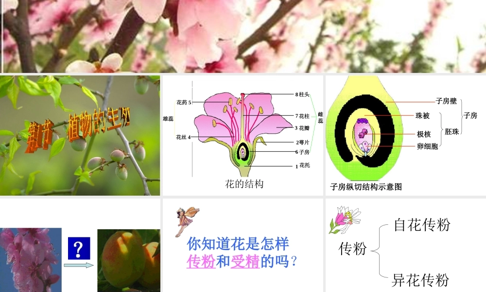 八年级生物上册《植物的生殖》课件1 苏科版