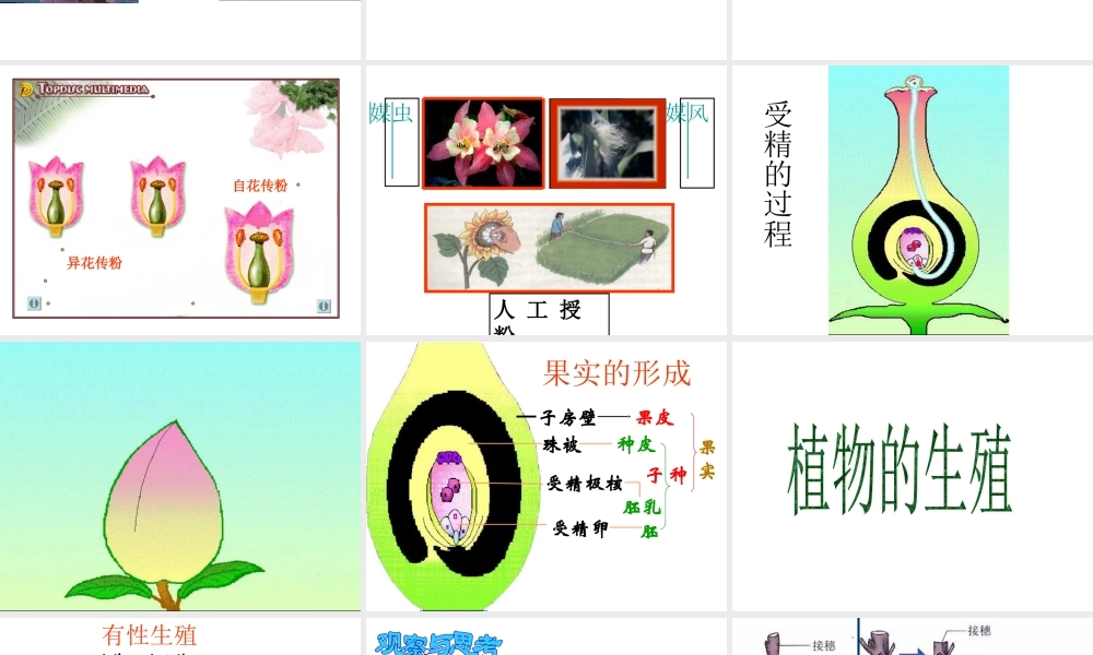 八年级生物上册《植物的生殖》课件1 苏科版