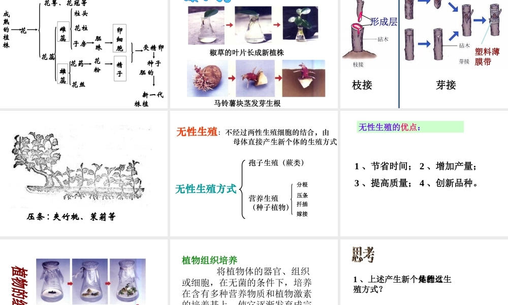 八年级生物上册《植物的生殖》课件1 苏科版