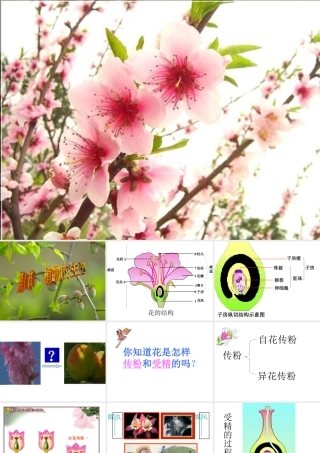 八年级生物上册《植物的生殖》课件1 苏科版