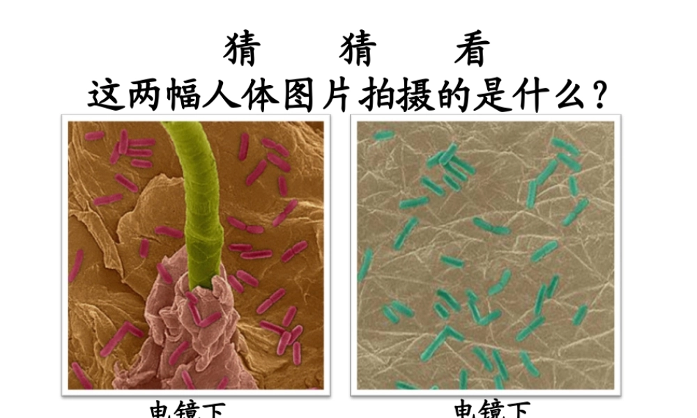 八年级生物下册 8.1.2 免疫与计划免疫课件 （新版）新人教版-（新版）新人教版初中八年级下册生物课件